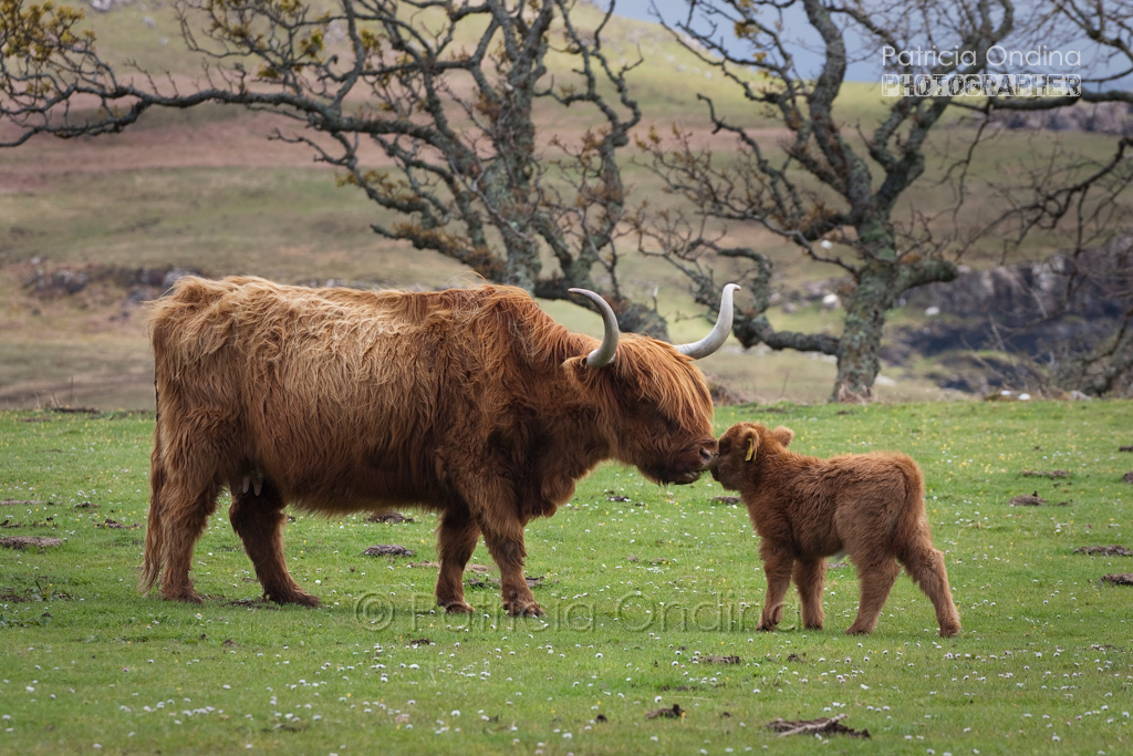 Highland cow + baby. Scotland Vache des Highlands et béb