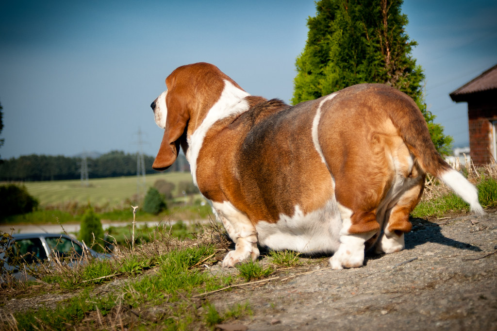 The fattest dog in the world? The poor basset could barely… Flickr