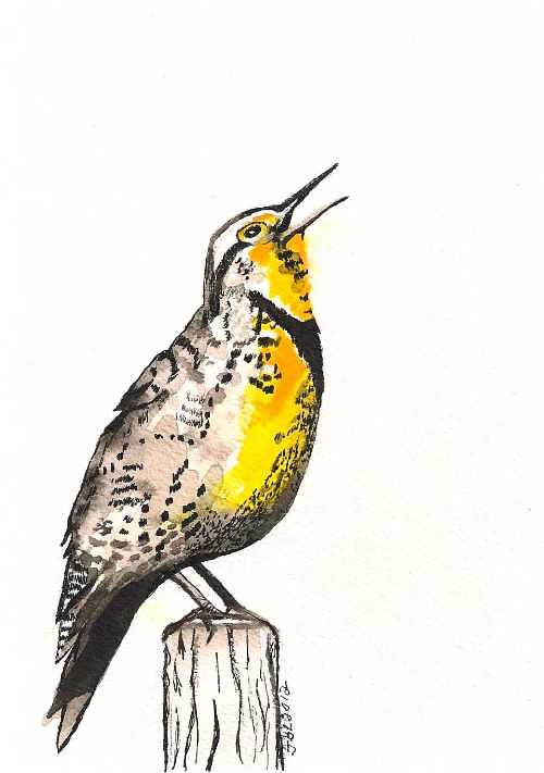 Western Meadowlark Original Watercolor 5 x 7 First paint… Flickr