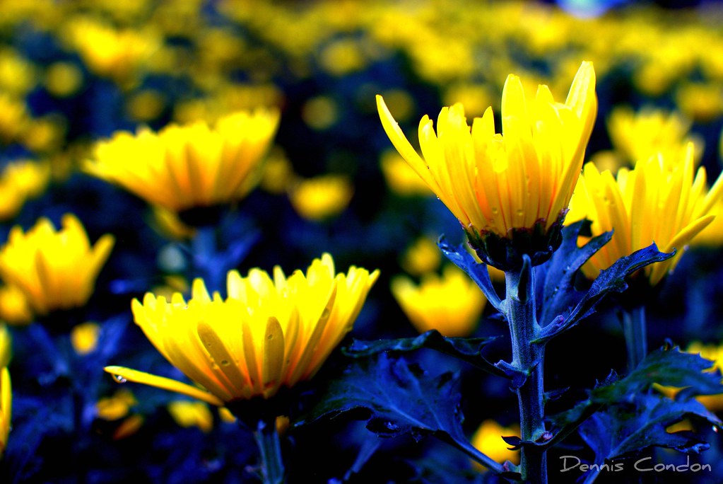 Tet Flowers Flowers for the Vietnamese New Year (Tet) cele… Flickr