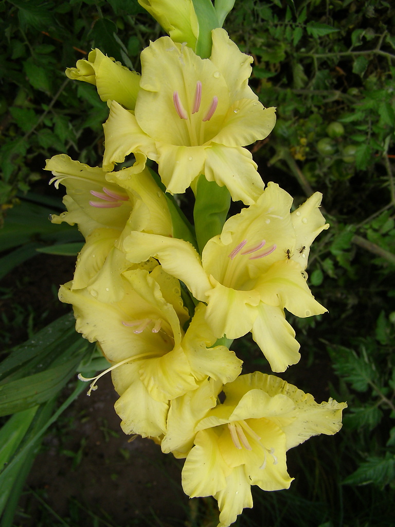 Gladiolus yellow OtomeNeko Flickr