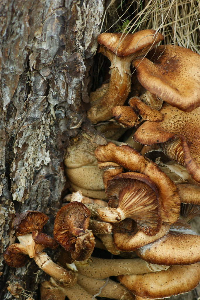 mushrooms growing on old tree stump like the way they grow… Flickr
