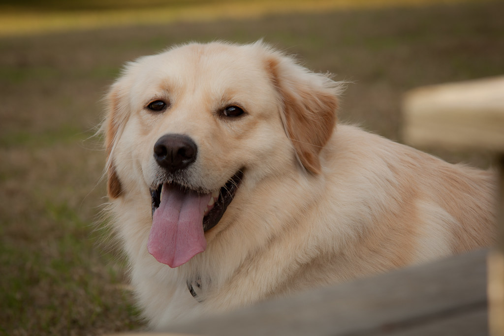 Golden Retriever / Great Pyrenees Mix Kristen Ortwerth Flickr