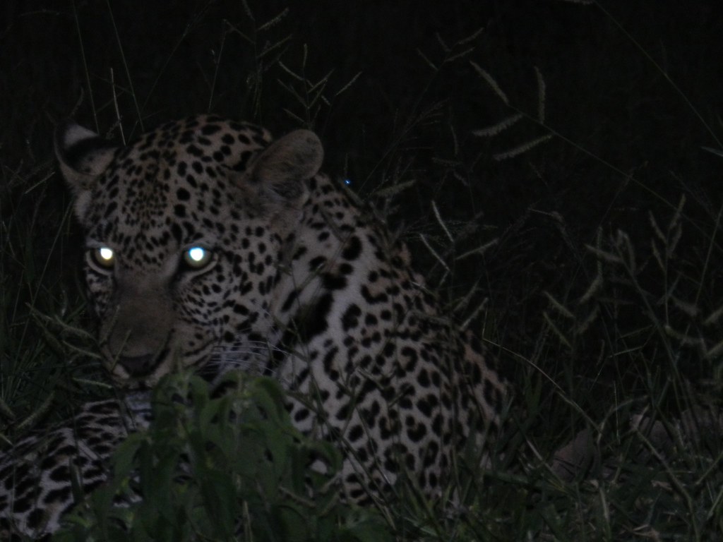 Leopard at night Dave Hoover Flickr