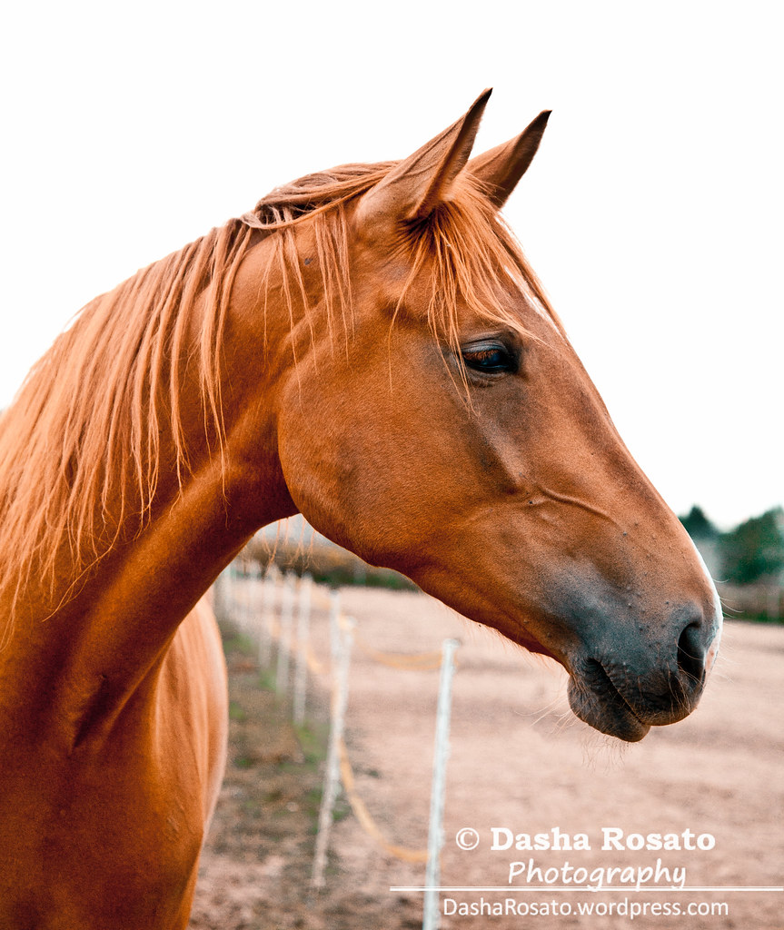 Portrait of a Chestnut Horse Side shot of a beautiful youn… Flickr