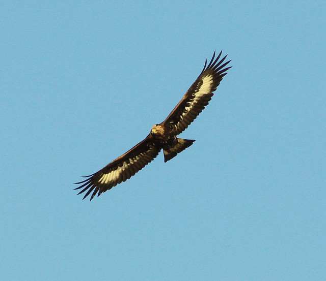 Golden Eagle,Juvenile, Flickr Photo Sharing!