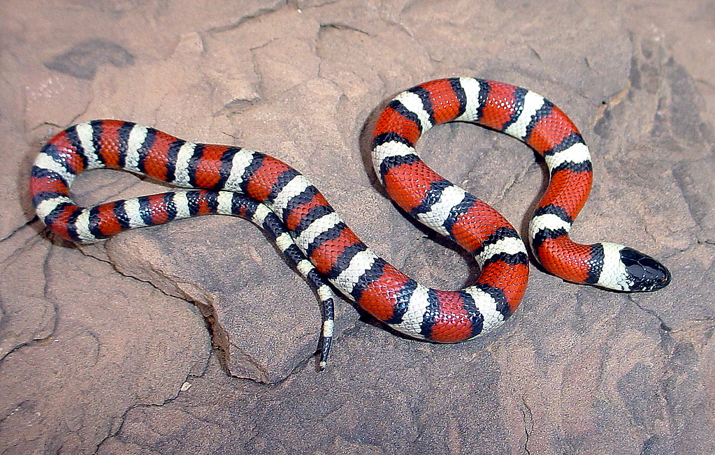 Juvenile New Mexico Milk Snake Tricolor Brian Flickr