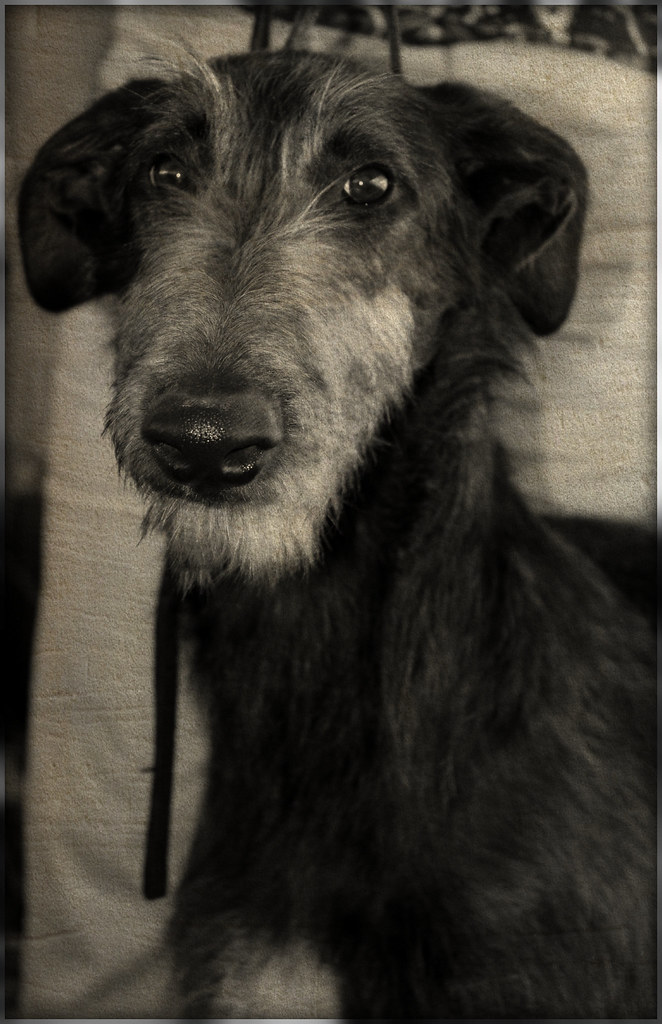Scottish Deerhound Resembling a larger, coated Greyhound, … Flickr