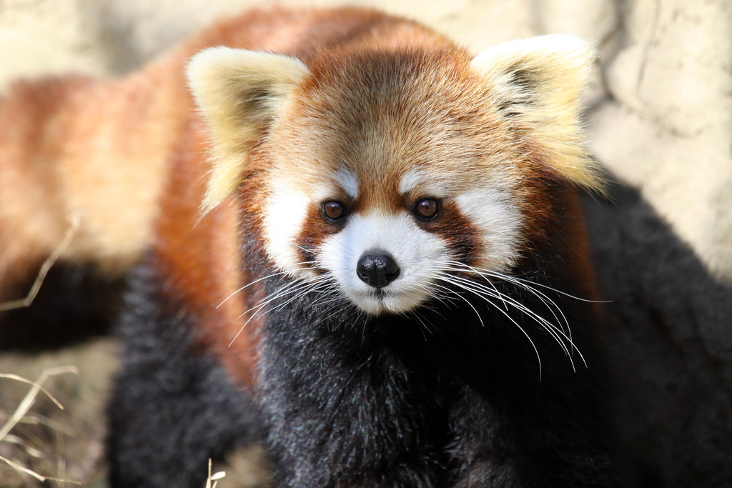 Cincinnati Zoo Red Panda © All Rights Reserved No Us… Flickr