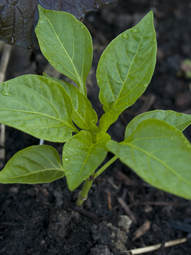 Young pepper plant In the West Coast growing season, some … Flickr