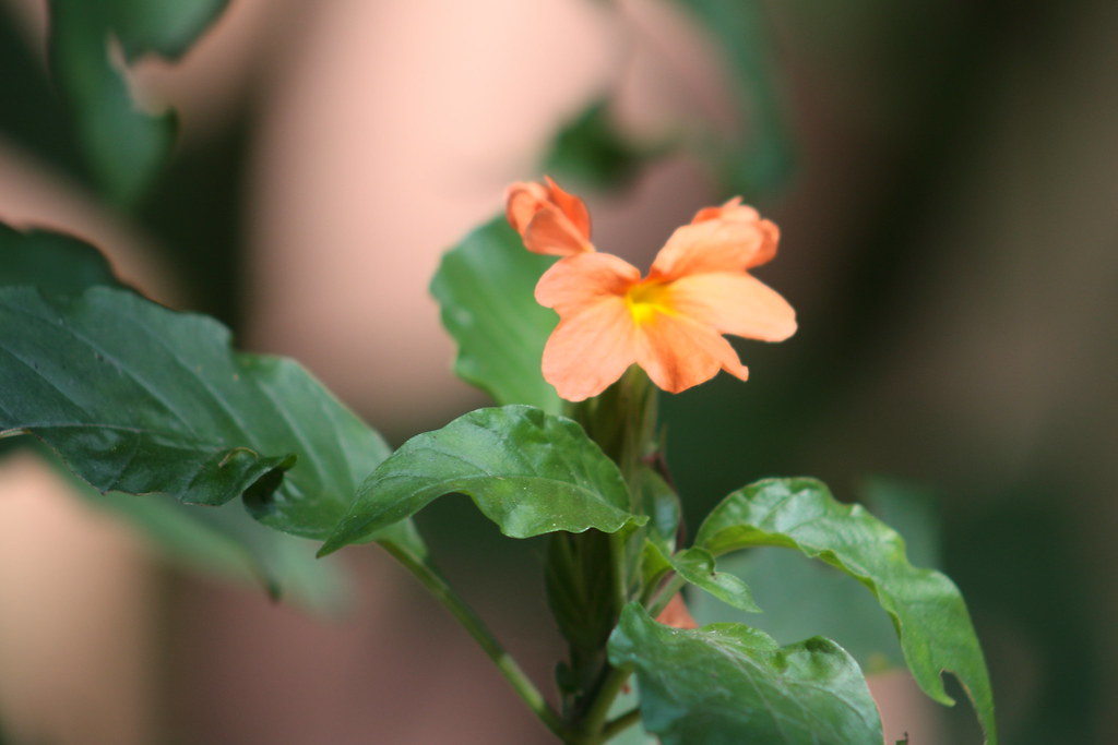 'Kanakambaram' A flower in Sreehari See where this picture… Flickr