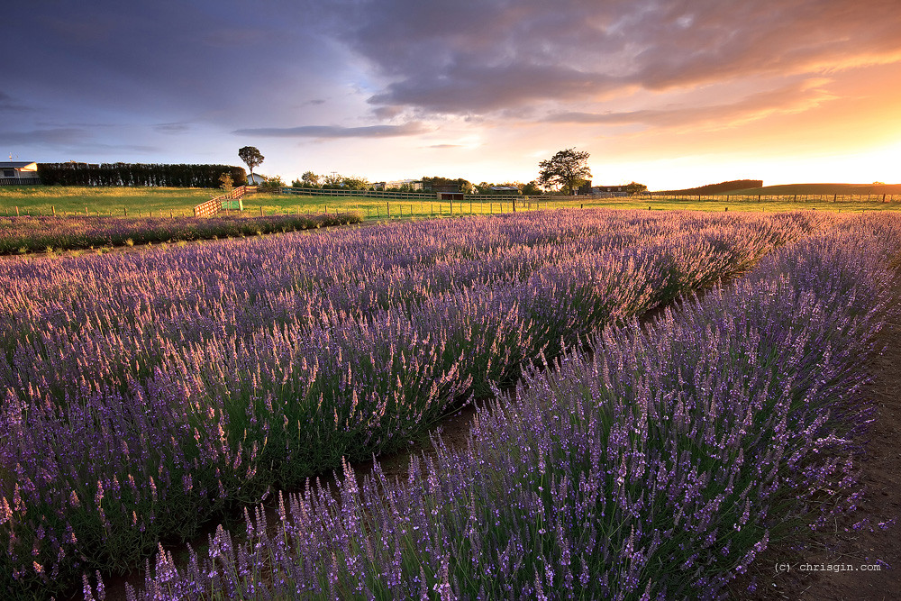 Lavender Light One more shot from my sunrise shoot at Alph… Flickr