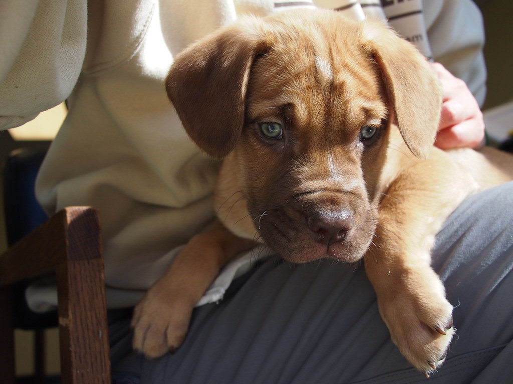 pit/mastiff puppies PIT/MASTIFF MIX PUPPIES We have 2