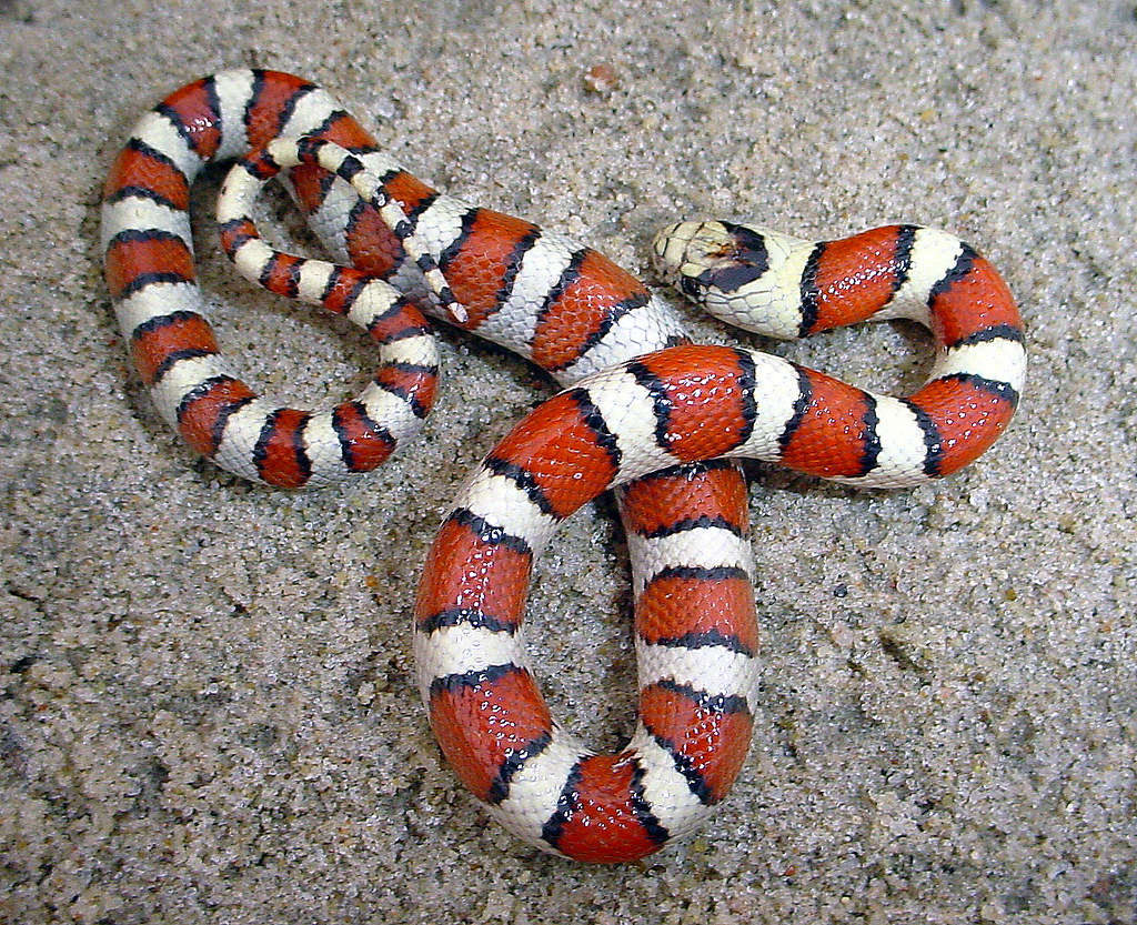 Juvenile Pale Milk Snake Nebraska Just a screamer