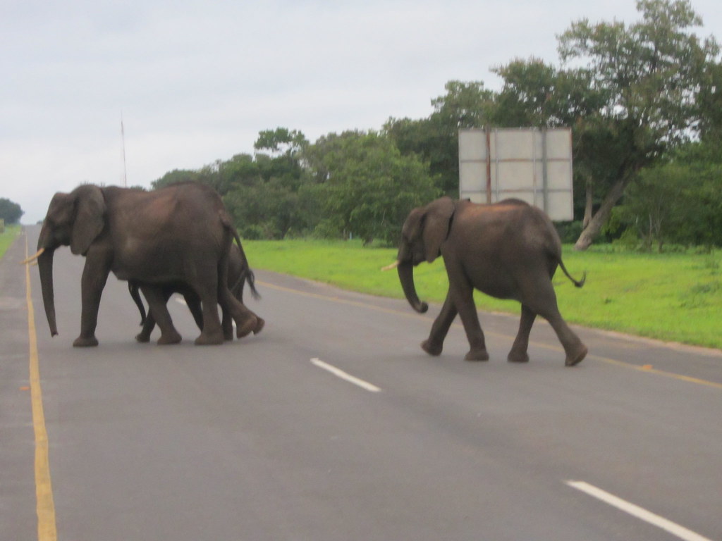 All sizes Why did the elephant cross the road? Flickr Photo Sharing!