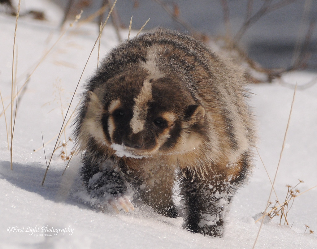 Snow badger Badgers do a partial hibernation during the lo… Flickr