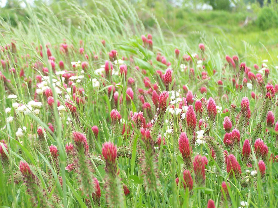East Texas Wildflowers, kathryn h rorder East Texas Wildfl… Flickr