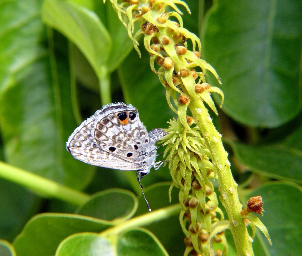 Miami blue butterfly 2 Miami blue butterfly. Copyrighted p… Flickr
