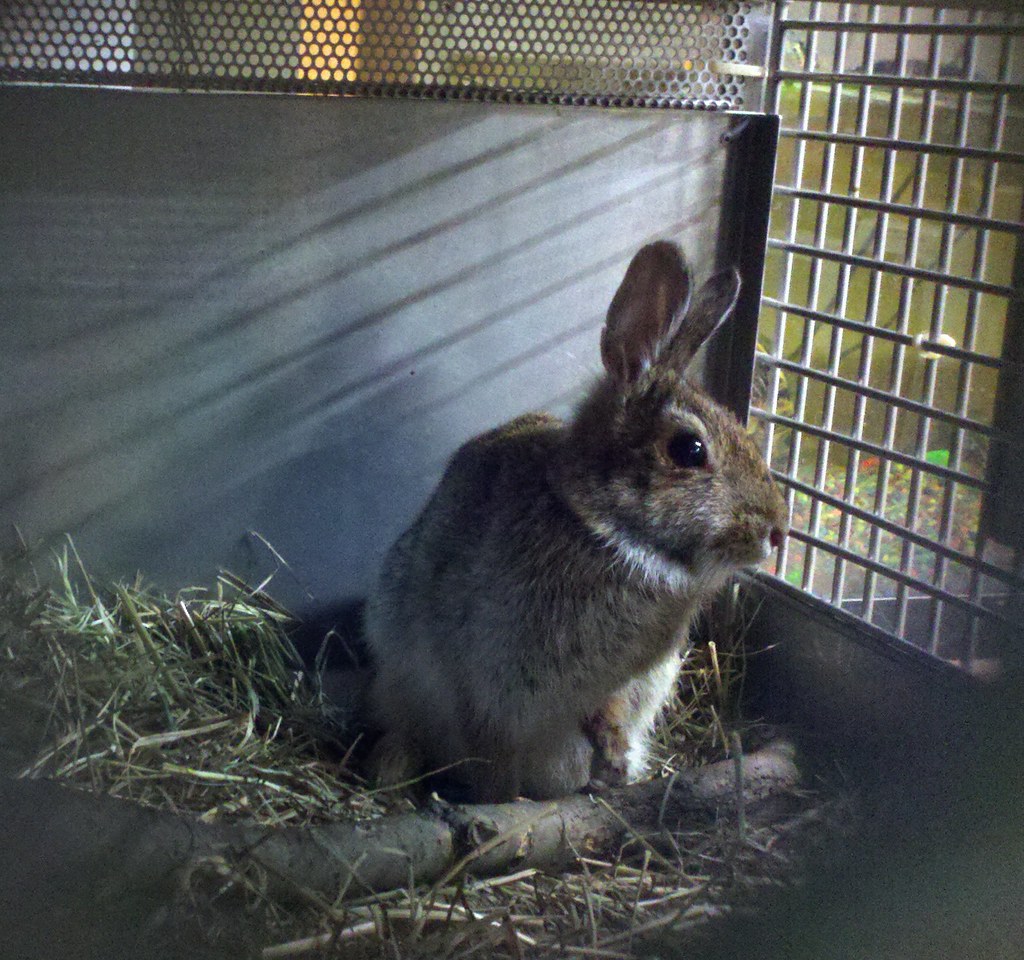 Triumph the Rabbit broken front leg from hit by car