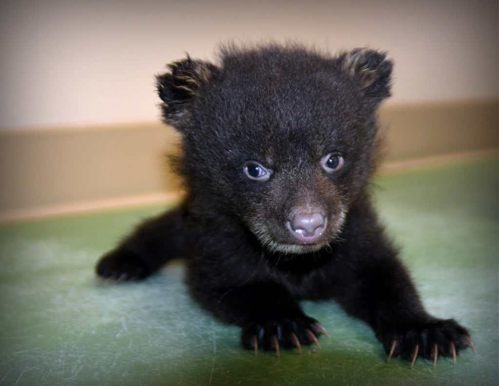 Baby Black Bear kristi_Nikon_D1X Flickr