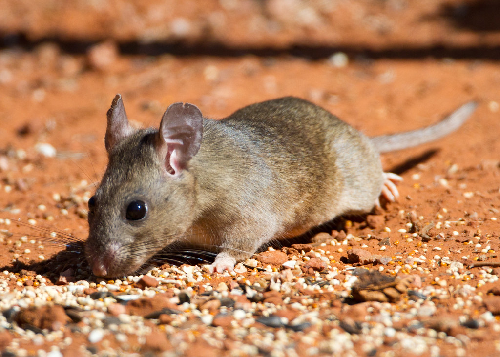 Desert Woodrat Eric Gofreed Flickr