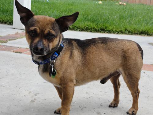 ARMANDO Chihuahua/Dachshund/Miniature Pinscher Mix (Male