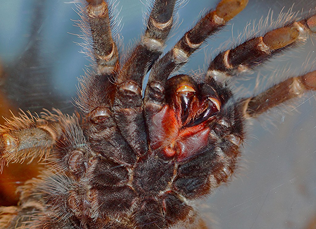 Salmon Pink Birdeater Tarantula TAXONOMY Phylum Arthropod… Flickr