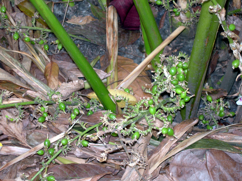 Cardamom Pods Bright green cardamom pods growing on little… Flickr