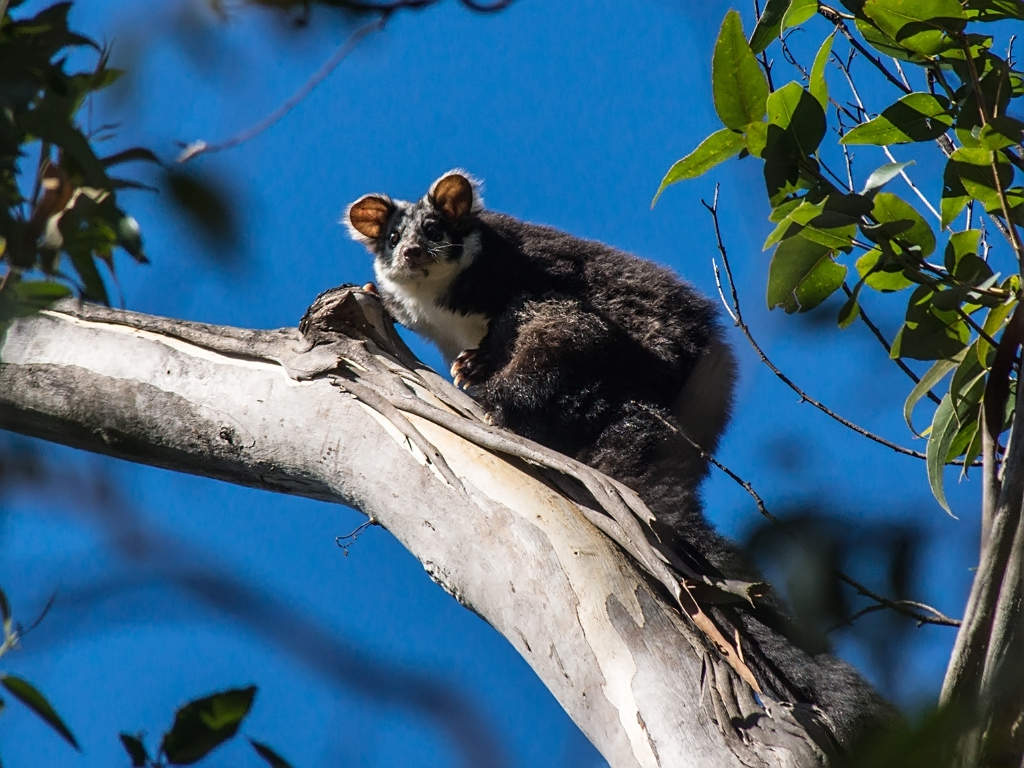 Greater Glider (Petauroides volans) Barren Grounds Nature … Flickr