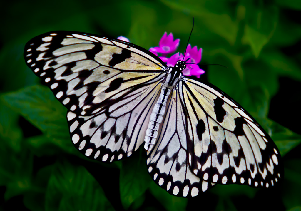 Paper Kite Butterfly Paper Kite Butterfly (Idea leuconoe) … Flickr