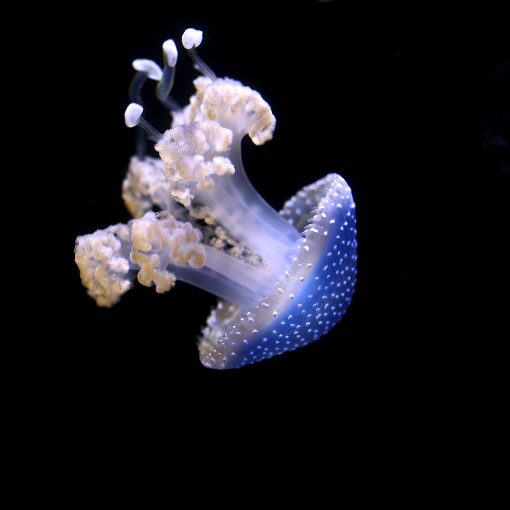 Blue Jellyfish Common Jellyfish, . Exhibit at the Californ… Flickr