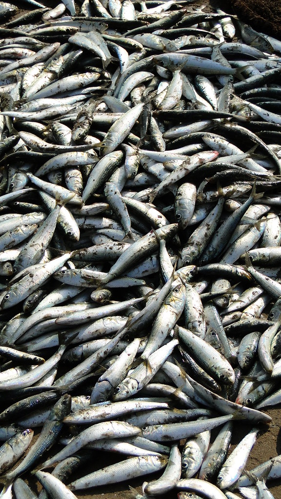 Afternoon catch at Devbag beach This is the Tarli fish (In… Flickr
