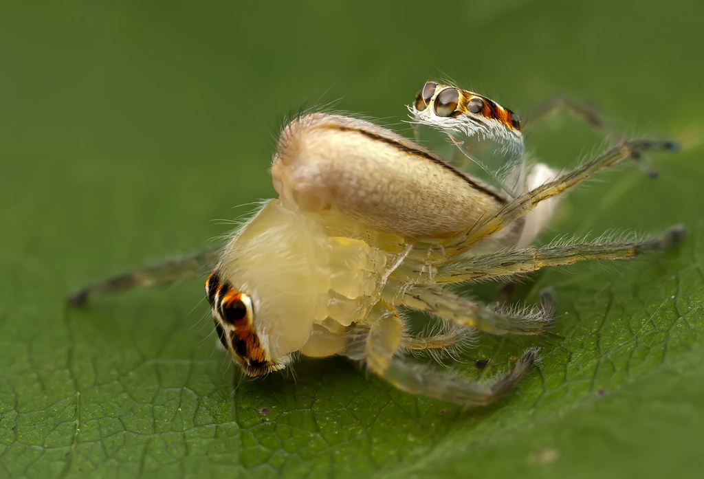 Jumping spider molting 2 Terrence Kiernan Flickr