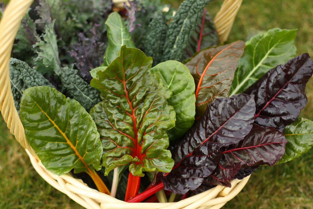 Kale and Chard From my garden! Swiss Chard 'Bright Lights'… Flickr