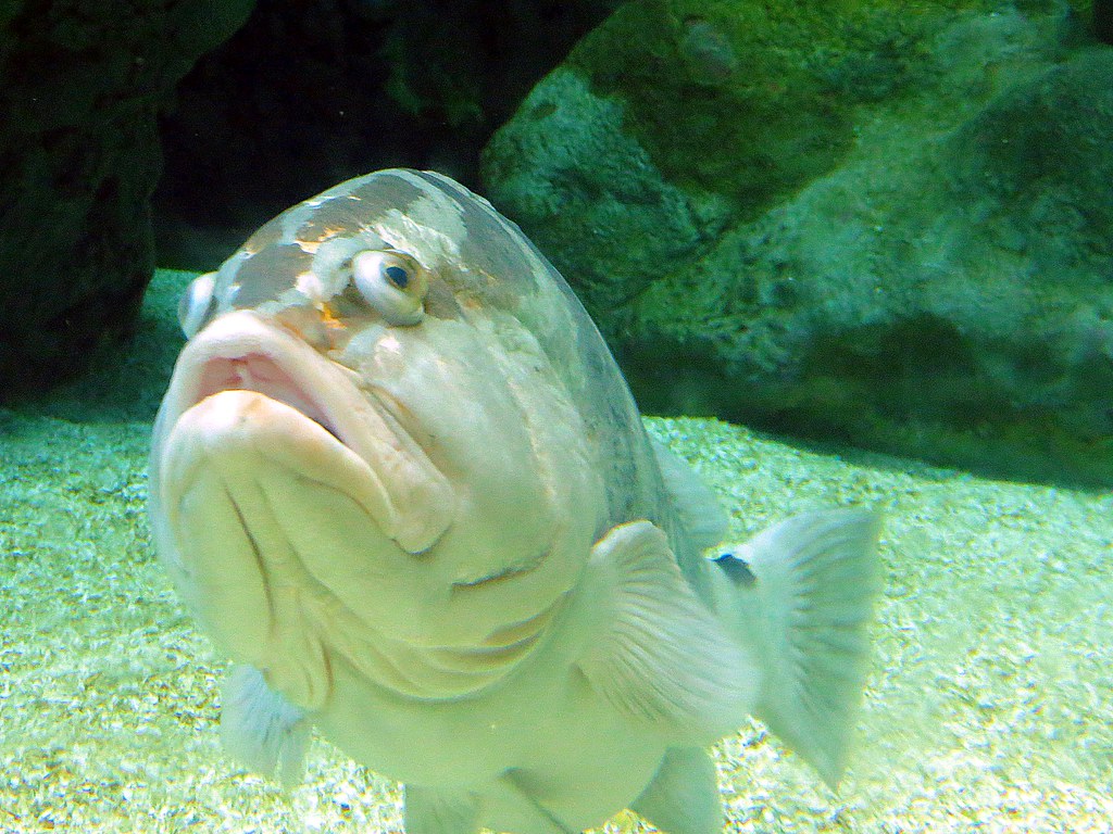 derp fish face Josh M.K. Flickr
