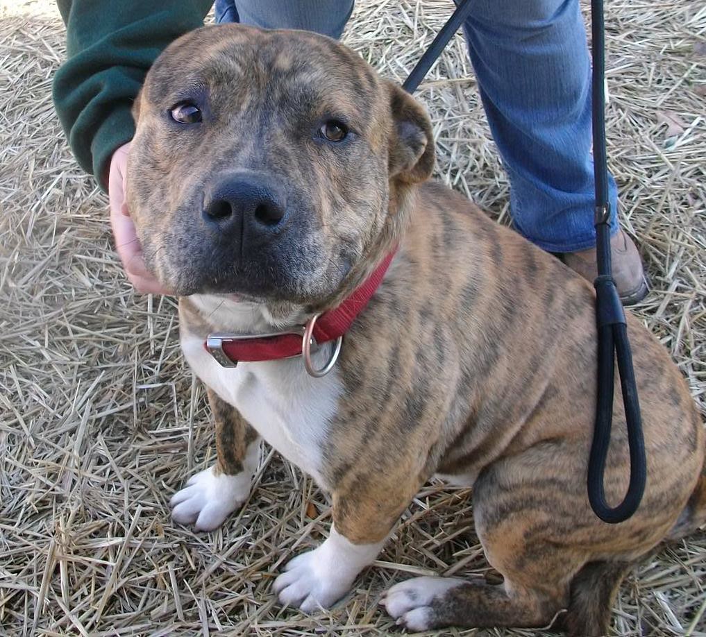 Male, 2Yrs 6 Months brindle/brown Pitbull Dog 193698 Avail… Flickr