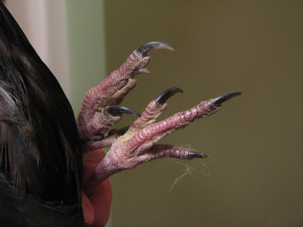 Turkey vulture feet David Orr Flickr