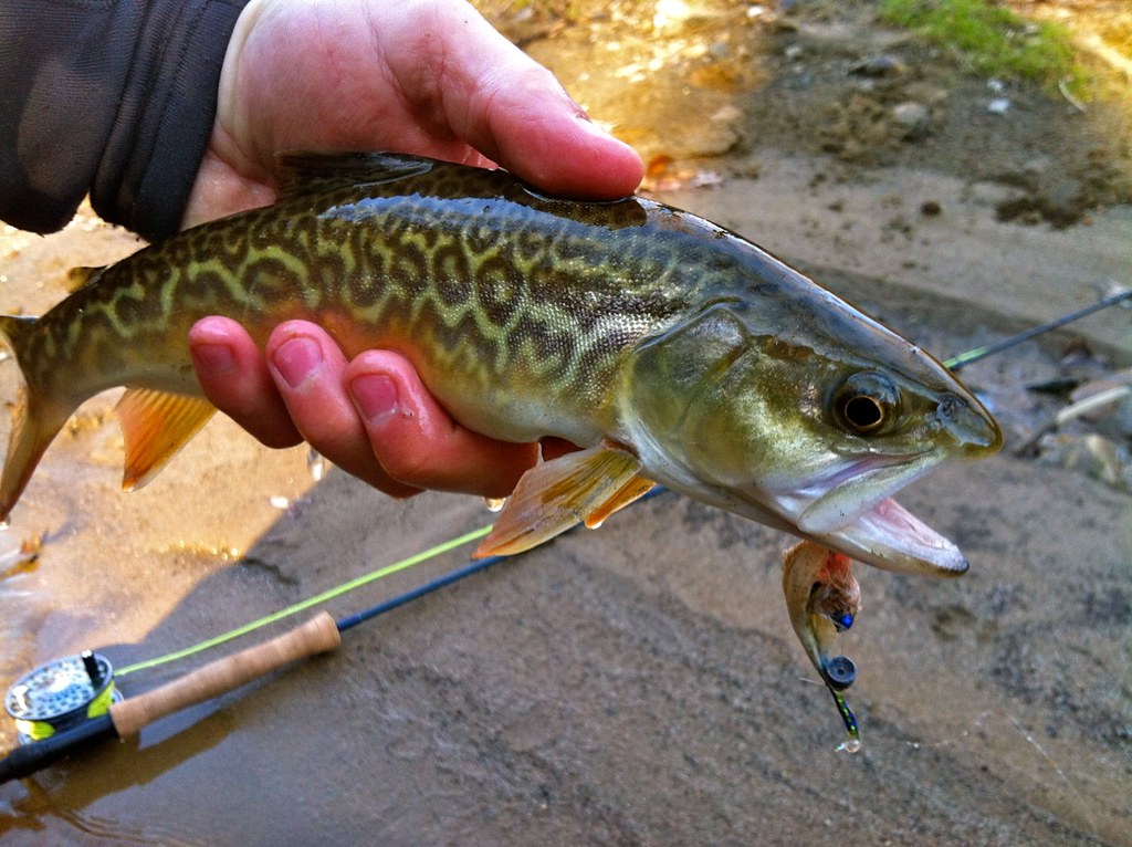 Gunpowder River Wild Tiger Trout Brett McCrae sent in this… Flickr