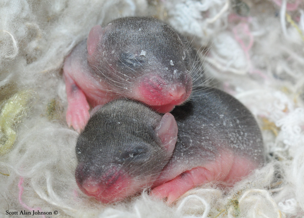 cute baby mice I needed something from the garage and open… Flickr