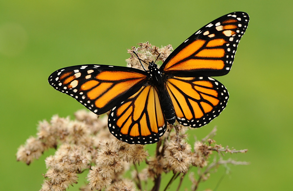 Monarch Butterfly Danaus plexippus female Pete Withers Flickr