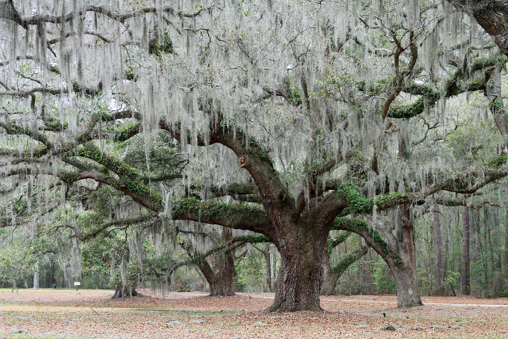 Grand Live Oaks in Ridgeland South Carolina Taylor Flickr