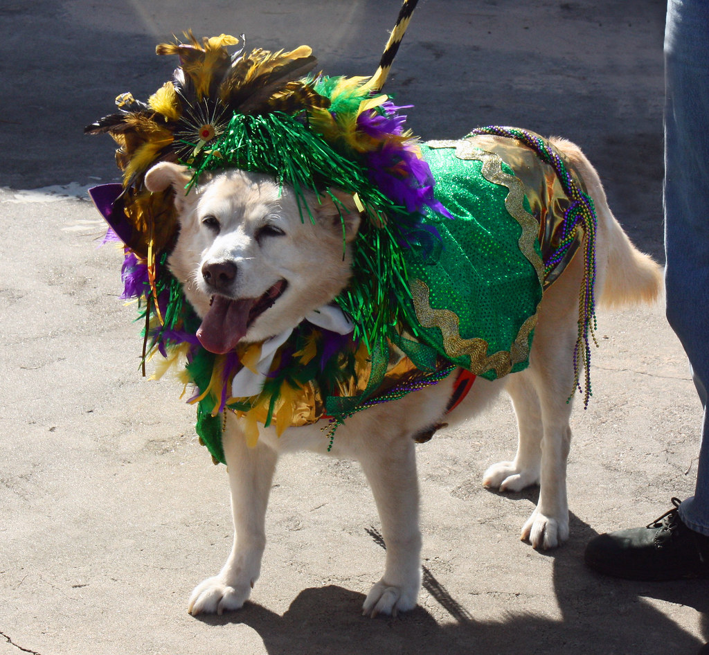 Best Mardi Gras Costume "Nicky," a 13year dog who was res… Flickr