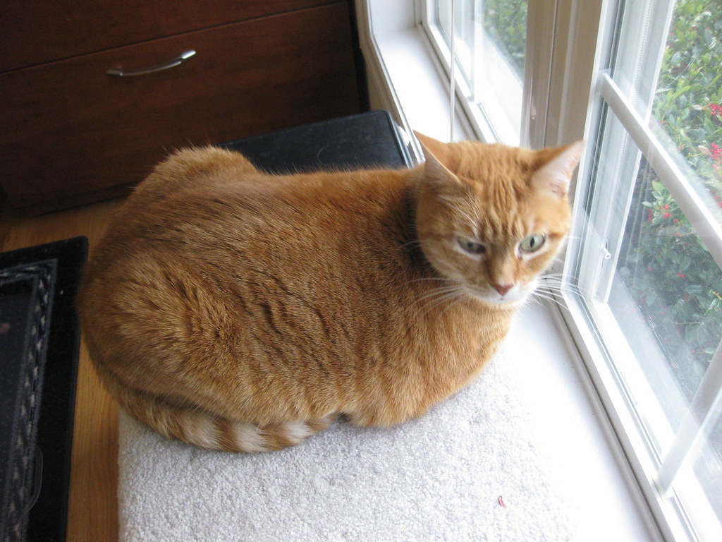 Cat Loaf bnilsen Flickr