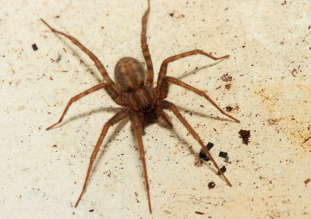 Cobweb spider or house spider Scientific name Tegenaria