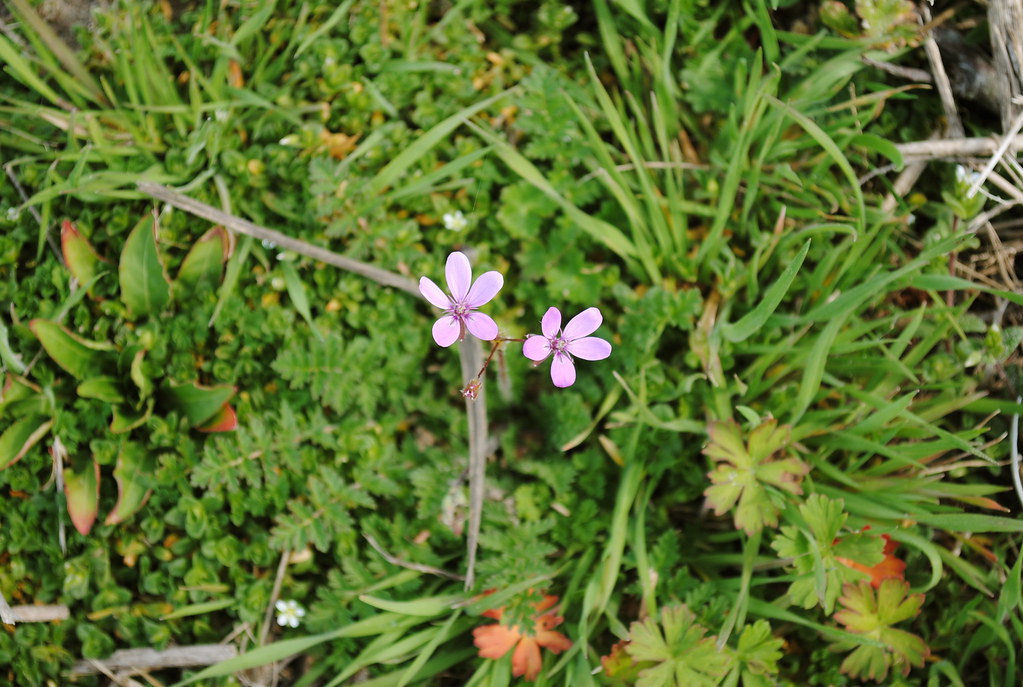 Early Spring in Delaware A small pink wildflower blooming.… Flickr