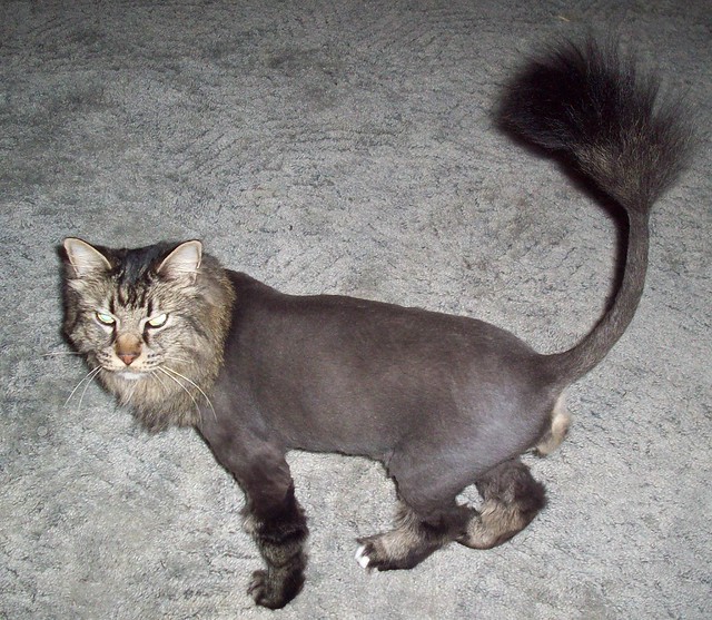 Albums 104+ Pictures Lion Cut For Cats Pictures Latest 10/2023