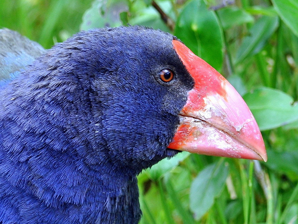 Takahē A close up of the Takahē. There are only 250 of the… Flickr
