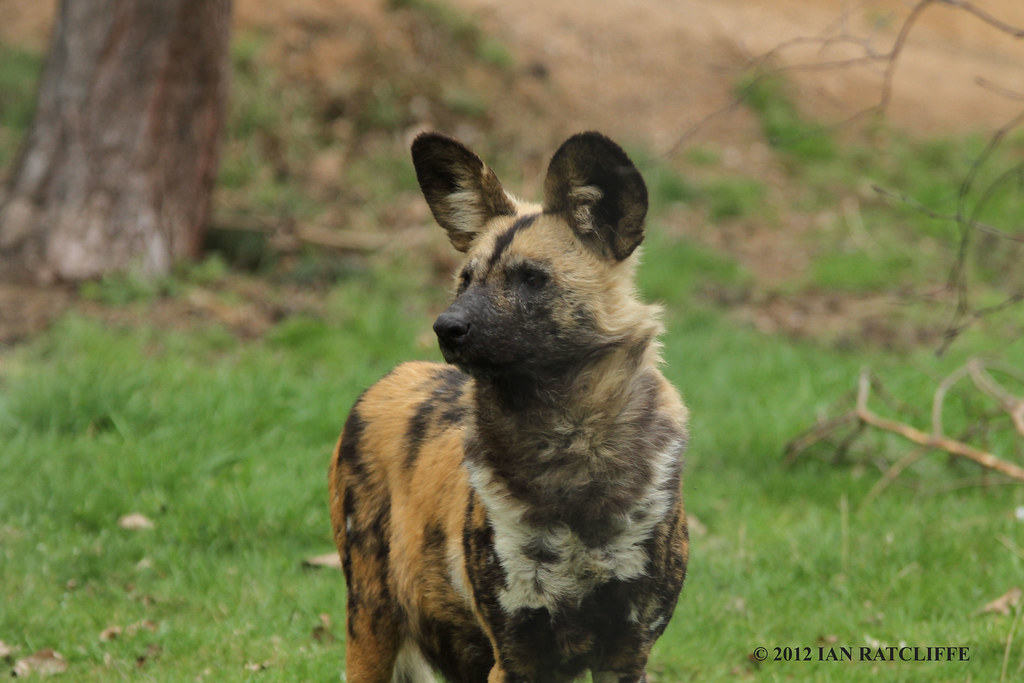 Painted Hunting Dog Yorkshire Wildlife Park Ian Flickr
