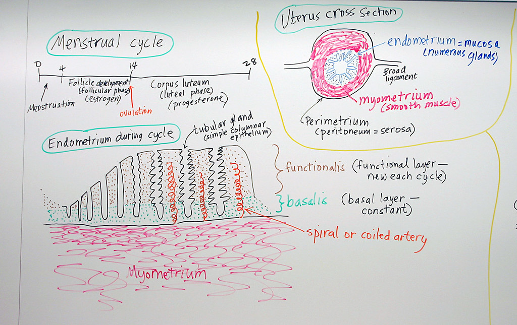 Female Reproductive System Menstrual Cycle, Endometrium D