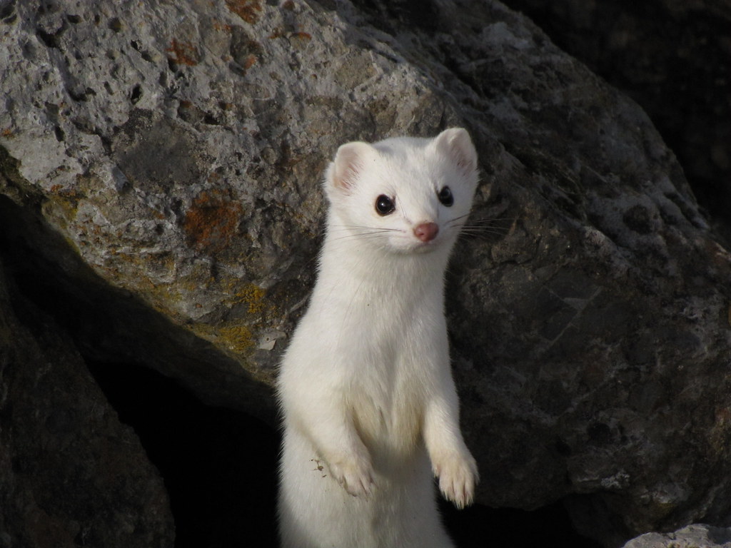 LONGTAILED WEASEL Longtailed Weasel in its winter coat (… Flickr